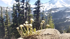 Eriogonum compositum