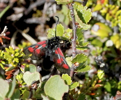 Zygaena exulans