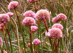 Armeria curvifolia