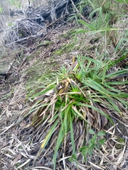 Eryngium paniculatum