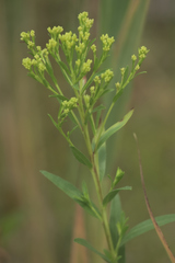 Solidago riddellii