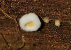 Pseudomerulius