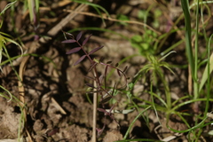 Vicia tetrasperma