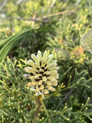 Petrophile sessilis