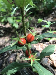 Triosteum angustifolium