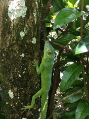 Anolis cuvieri