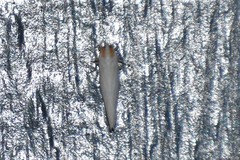 Neocenchrea heidemanni