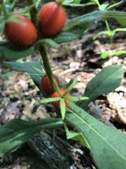 Triosteum angustifolium