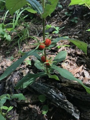 Triosteum angustifolium