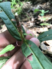 Triosteum angustifolium