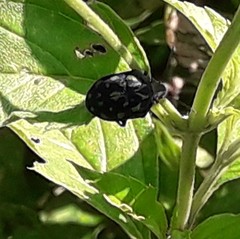 Orsilochides variabilis