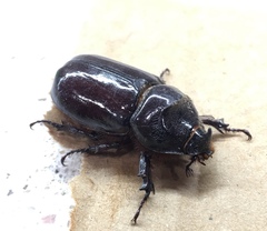 Oryctes nasicornis grypus