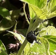 Orsilochides variabilis