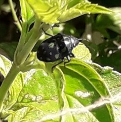 Orsilochides variabilis