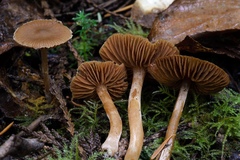 Cortinarius obtusus