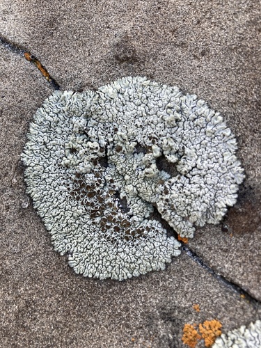 Varying Rim Lichen