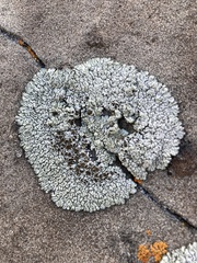 Lecanora argopholis