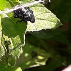 Orsilochides variabilis