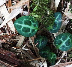 Pyrola alboreticulata