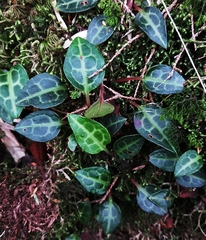 Pyrola alboreticulata