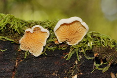 Pseudomerulius