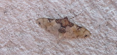 Azochis rufidiscalis
