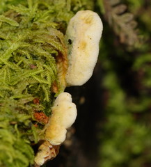 Pseudomerulius
