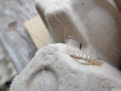 Nectopsyche exquisita