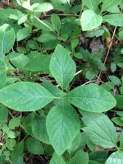 Lonicera hirsuta