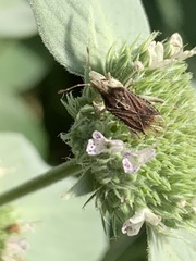 Harmostes fraterculus