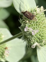 Harmostes fraterculus