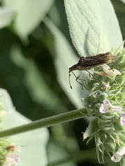 Harmostes fraterculus