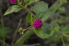 Boerhavia coccinea