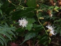 Lepidaploa borinquensis