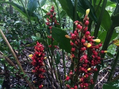 Renealmia aromatica