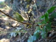 Camassia leichtlinii