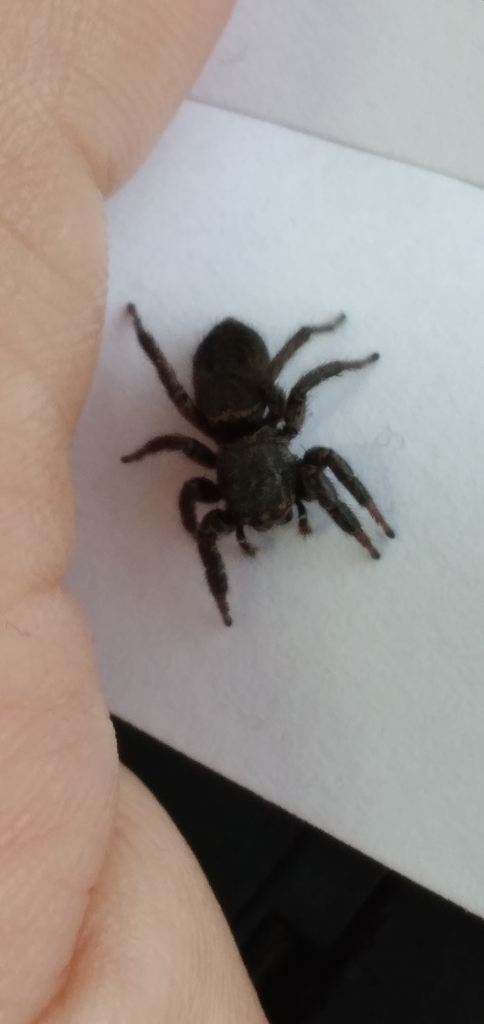 Tullgrenella serrana