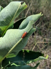 Tetraopes annulatus