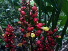 Renealmia aromatica