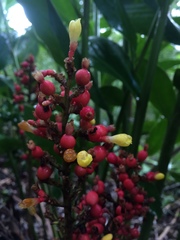 Renealmia aromatica