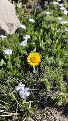 Erigeron aureus