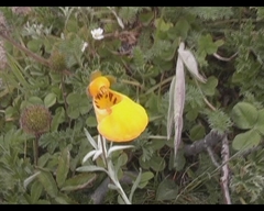 Calceolaria biflora