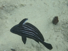 Pareques acuminatus