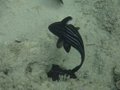 Pareques acuminatus