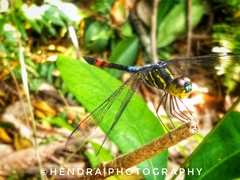 Agrionoptera sexlineata