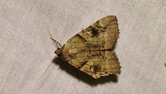 Catocala hymenaea