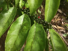 Casearia sylvestris
