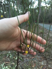 Acacia juncifolia