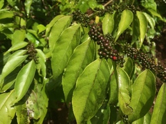 Casearia sylvestris