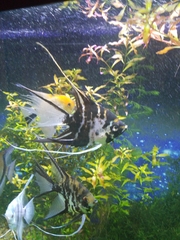Pterophyllum scalare